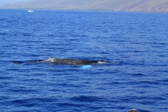 Whales in Kihei Bay - Humpback