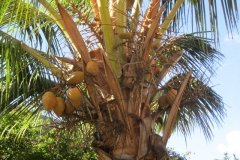 Kihei Kai Nani coconut palm